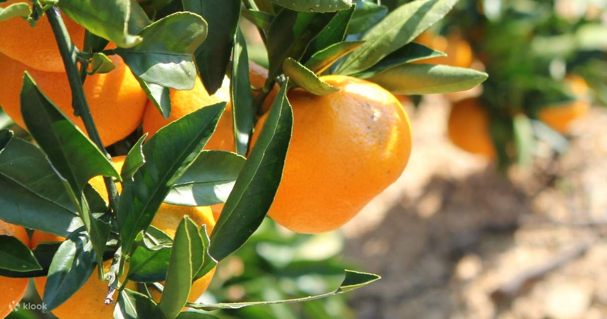 Unlimited Orange Picking and Eating in Suzuki Orchards Klook India